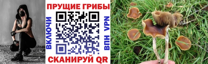 Псилоцибиновые грибы Psilocybe цены Краснодар